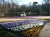 Bloeiende bollen in de Keukenhof in Lisse