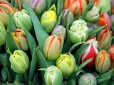 tulpen